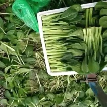 精品菜心