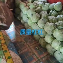 唐山玉田，中甘21甘蓝，大量上市，，，，，