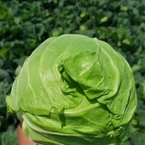 日本进口的品种。精品甘蓝大量有货，