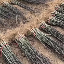 花椒苗
