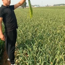 河北红帽蒜苔