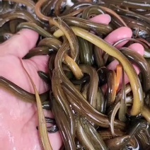 【狂飙】黄鳝苗精品黄鳝苗，基地直供送货上门提供技术指导
