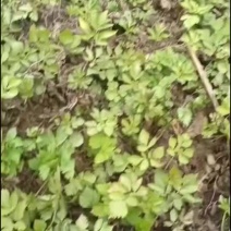 大叶芹苗