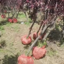 太阳李