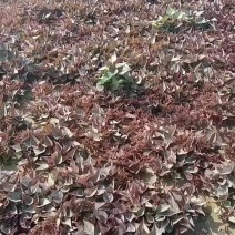 辽宁鞍山海城高坨红薯育苗基地直销各种地瓜苗