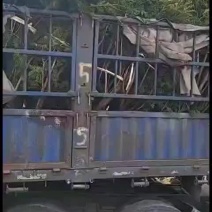 东北红豆杉