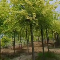 金叶榆树产地，山西金叶榆，十公分左右金叶榆批发带土发货