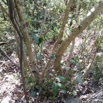 江西纯野生正山小种红茶