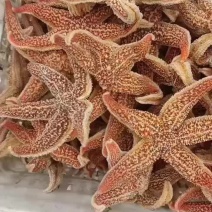 渤海湾大海星