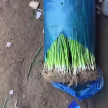 精品小葱