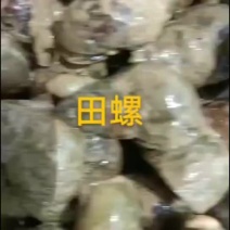 田螺