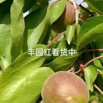 陕西金太阳，丰源红杏丰园红杏大量上市，量大可谈