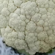 优质青硬散花菜基地直供品质保证诚信经营一手货源