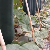 海南吴哥黑皮冬瓜