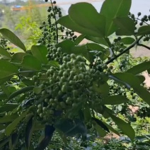 鲜花椒