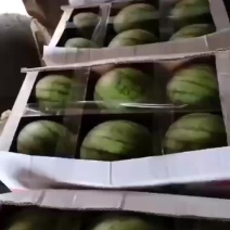 早春红玉