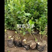 胶东卫矛