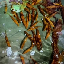 小规格斑鳜