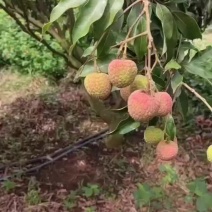 优质荔枝