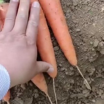 精品二红葫萝卜