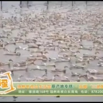 正宗高邮真空咸鸭蛋，双黄蛋。