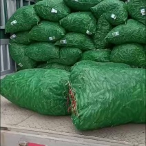 青海蚕豆香蕉蚕，己大量上市，有几百亩，需要蚕豆角老板请抓