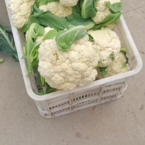 有机花菜，青梗白面