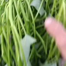河南开封本地西瓜红脱毒大田苗，特点是没有病毒产量高