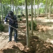 精品法桐