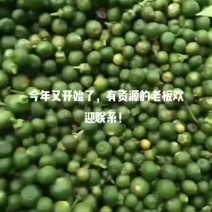 小青果