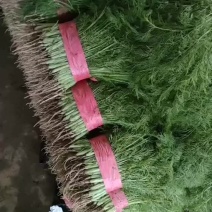 精品茴香苗大量有货