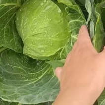 甘蓝