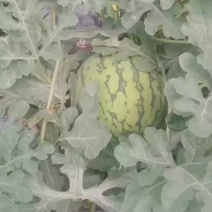 花红玉