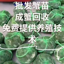 常年批发山东蟹苗，成蟹回收