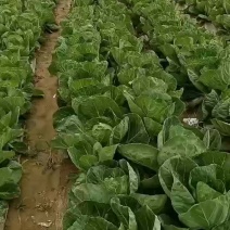 甘蓝