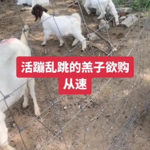 波儿山羊羔