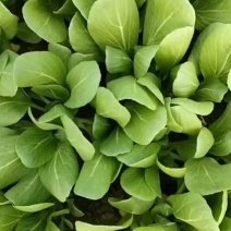 青稞菜