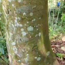 油桂