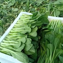 精品菜心