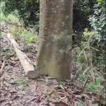 油桂