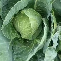 甘蓝