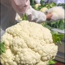 有机花，青梗，白面