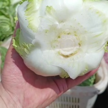 黄心娃娃菜