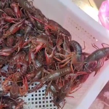 龙虾