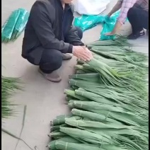 安徽苇叶长宽量大