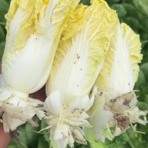 基地娃娃菜