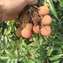 大果
