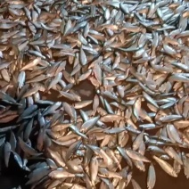山东青鳞鱼