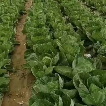 甘蓝