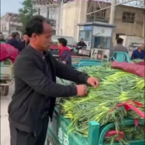 精品蒜苔常年供货保证质量新鲜蒜薹产地直发